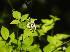 Solanum appendiculatum