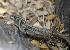 Liolaemus septentrionalis