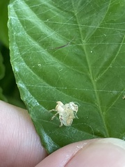 Hemiptera