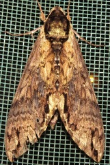 Manduca scutata