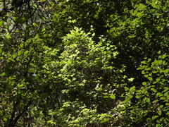 Solanum appendiculatum