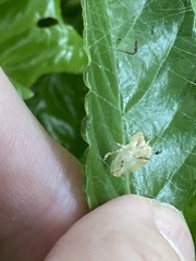 Hemiptera