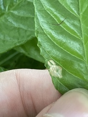 Hemiptera