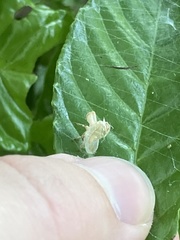 Hemiptera
