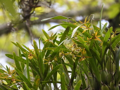 Prosthechea pastoris