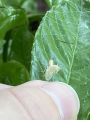 Hemiptera