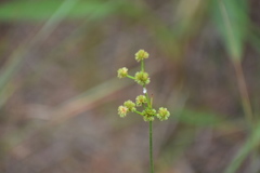 Cyperus echinatus