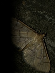 Herpetogramma theseusalis