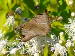 Arteurotia tractipennis