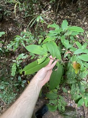 Ardisia brevipedata