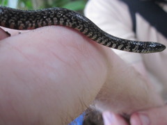 Erythrolamprus cobella