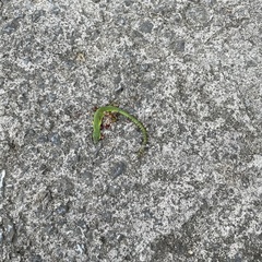 Takydromus smaragdinus