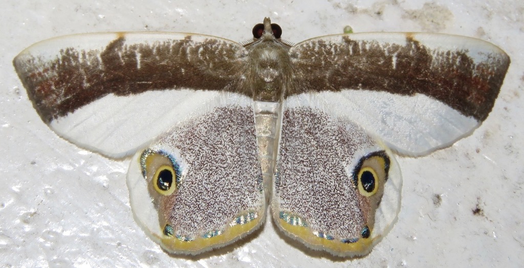 Opisthoxia laticlava
