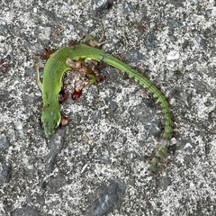 Takydromus smaragdinus