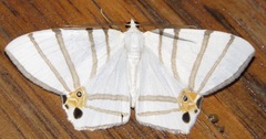 Opisthoxia saturniaria