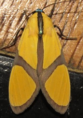 Ormetica ameoides