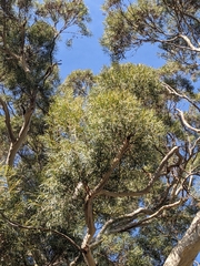Eucalyptus pulchella