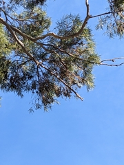 Eucalyptus pulchella