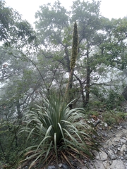 Dasylirion berlandieri