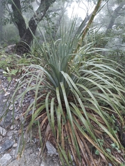 Dasylirion berlandieri