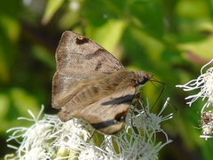 Arteurotia tractipennis
