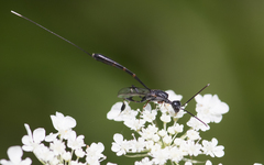 Gasteruption tarsatorium