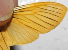 Pseudischnocampa nervosa