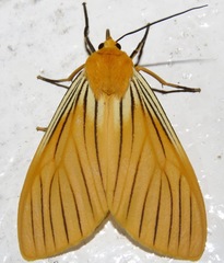 Pseudischnocampa nervosa