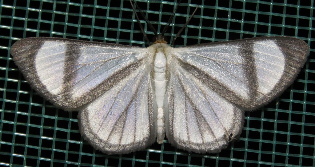 Perigramma famulata