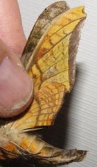 Protambulyx eurycles