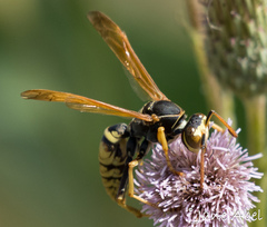 Polistes aurifer