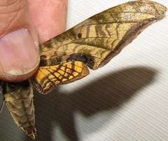 Protambulyx eurycles