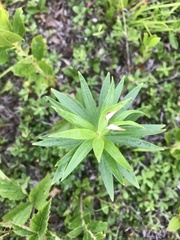 Lilium philadelphicum