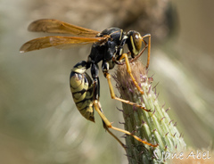 Polistes aurifer