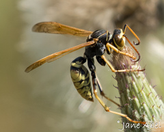 Polistes aurifer