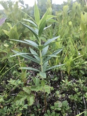 Lilium philadelphicum