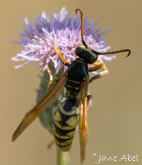 Polistes aurifer