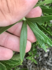 Lilium philadelphicum