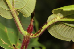 Meriania macrophylla
