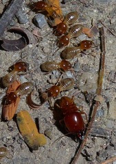 Macrotermes gilvus