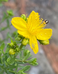 Hypericum kalmianum