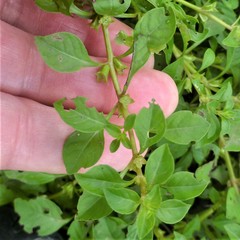 Ludwigia palustris