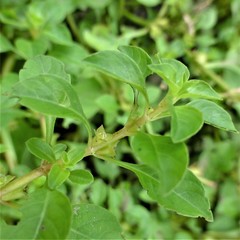 Ludwigia palustris
