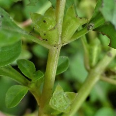 Ludwigia palustris
