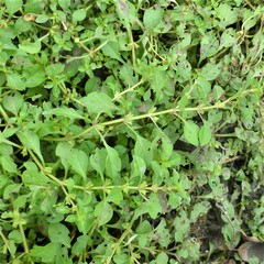 Ludwigia palustris