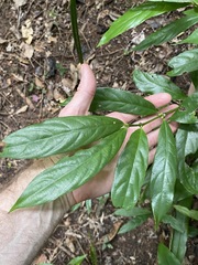 Lasianthus chlorocarpus