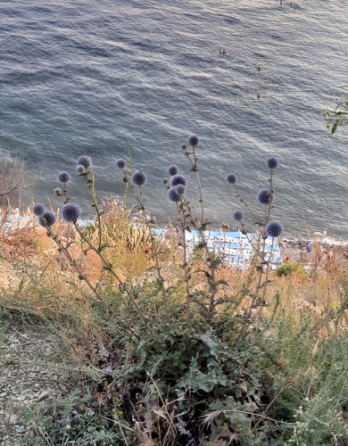 Armed globe thistle (Echinops armatus)