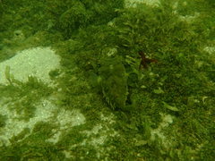 Chilomycterus antillarum