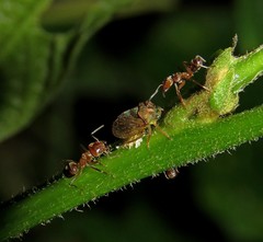 Tropidaspis