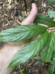 Lasianthus chlorocarpus
